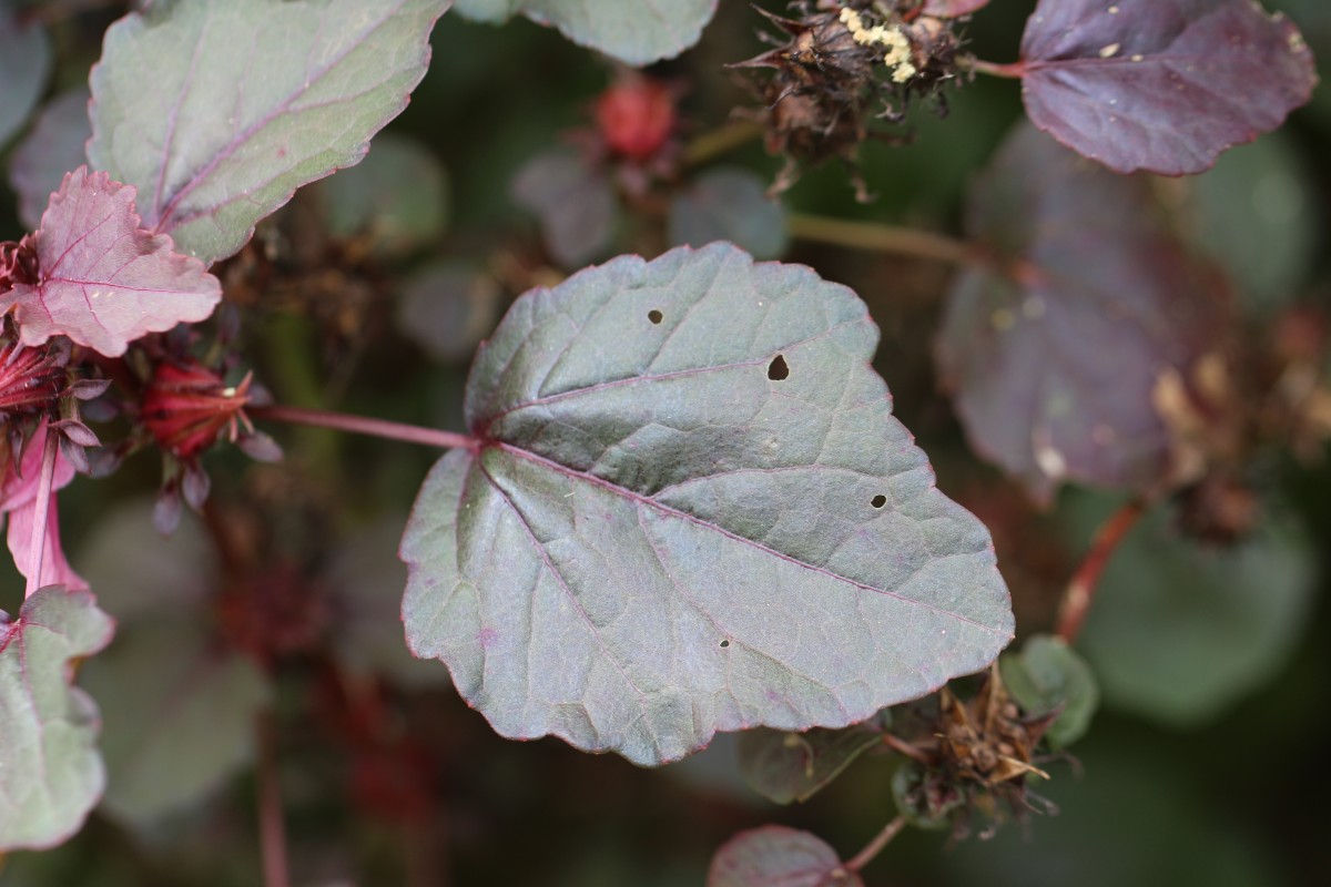 Hibiscus acetosella Welw. ex Hiern